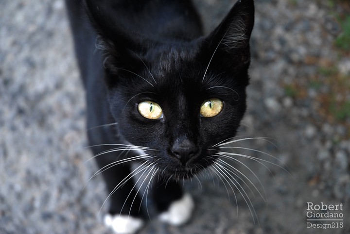A Black Cat