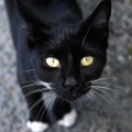 A Black Cat